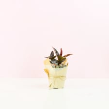 Ficus Ruby - Standard