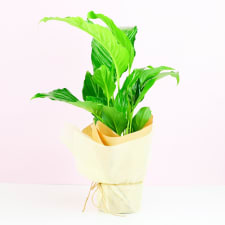 Peace Lily - Standard