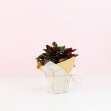 Peperomia Brasilia - Standard