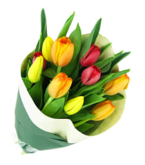 Bright Mixed Tulips