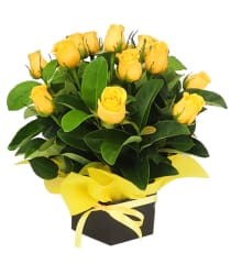 Roses for Tigers