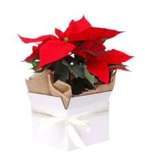 Gift Boxed Poinsettia