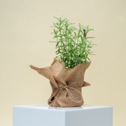 Lavender Plant  - Standard