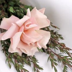 Little Graceful Gestures - Standard