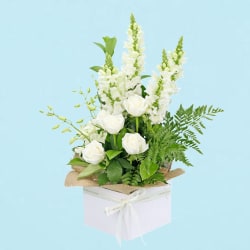 Purr-fection - Deluxe