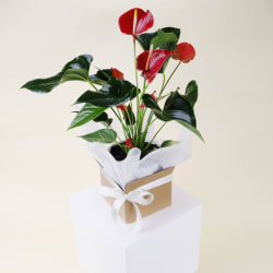 Large Gift Boxed Anthurium Plant - Standard