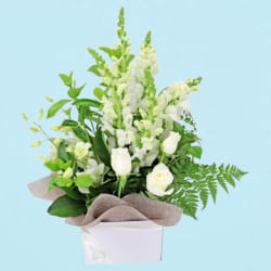 Purr-fection - Standard