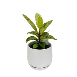 Shivereana Ficus In Ceramic Pot - Standard