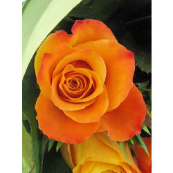 Orange Rose Bouquet - 12 Roses (One Dozen)