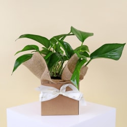 Devils Ivy In Ceramic Pot  - Standard