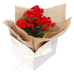Kalanchoe Bloom Box - Standard