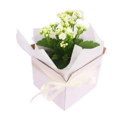 Kalanchoe Blossom Box - Standard