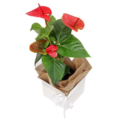 Gift Boxed Anthurium Plant - Standard