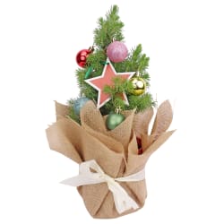 Living Potted Christmas Tree  - Premium