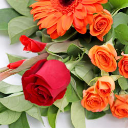 Vibrant Petal Medley - Standard