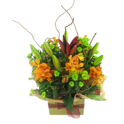 Botanique - Standard