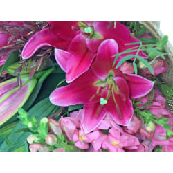 Enchanting Daydream - Standard