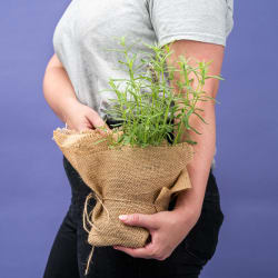 Lavender Plant  - Standard