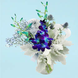 Sapphire Wings  - Standard