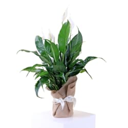 Peace Lily Plant - Standard