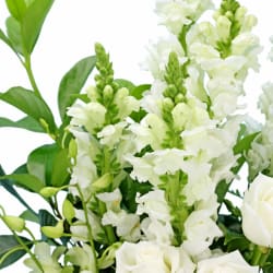 Purr Fection - Deluxe