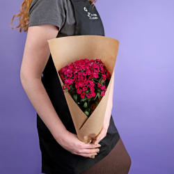 Market Bunch - Sweet William Hot Pink - Standard