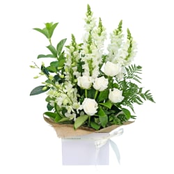 Purr Fection - Premium