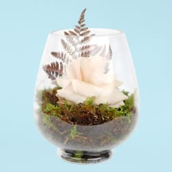 Enchanting - Standard