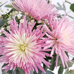 Mauve Majesty Mason Jar - Standard