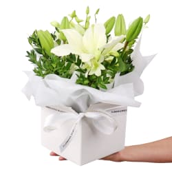 Making Magic - White  - Deluxe