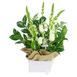 Purr Fection - Standard