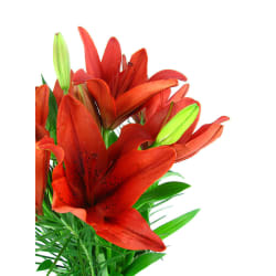 Lilies In A Vase - Standard