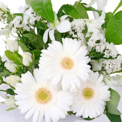 Paw-Friendly Blossom Box - Standard