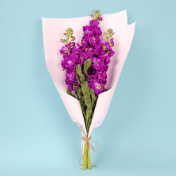 Stock Market Bunch  - Standard