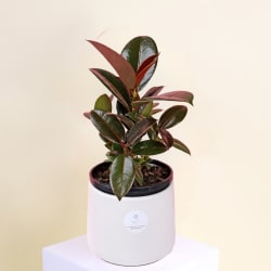 Ceramic Ruby Ficus  - Standard