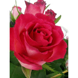 Roses & Silver Chocolate Heart Box - Deluxe