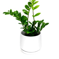 Zulu Zanzibar Gem Plant - Standard