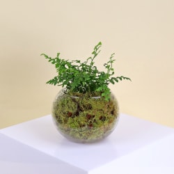 Leather Fern Terrarium - Standard