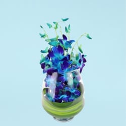 Blue Elegant Orchids  - Standard