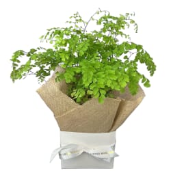 Gift Boxed Maidenhair Fern - Standard