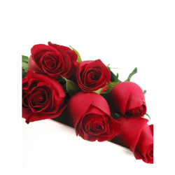 Valentine's 6 Red Rose Box - 6 Roses (Half Dozen)