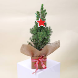 Living Potted Christmas Tree  - Standard