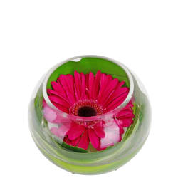 Gerbera Fishbowl Arrangement - Standard