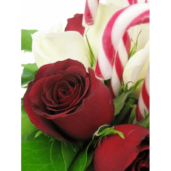 Candy Christmas - Standard