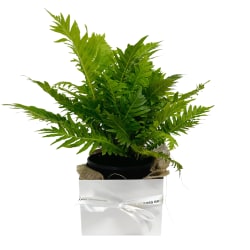 Gift Boxed Brechum Brasil Fern Plant - Standard