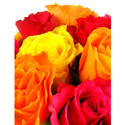 Mixed Bright Rose Vase - Standard
