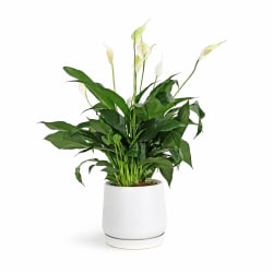 Peace Lily In White Pot - Standard