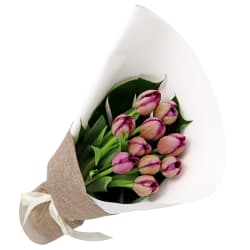 Purple Tulips - Standard