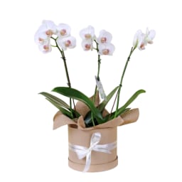 Orchid Duo Harmony