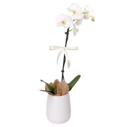Sophisticated Orchid Charm